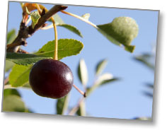 Cherry on the Tree -- in the St. Therese Orchard (copyright 2011 | James Riley / St. Therese Institute