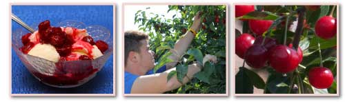 Pictures: Cherry Sundae, U-Pick Cherry Orchard, Ripe Cherries