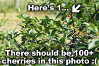 Poor Cherry Crop - 2014
