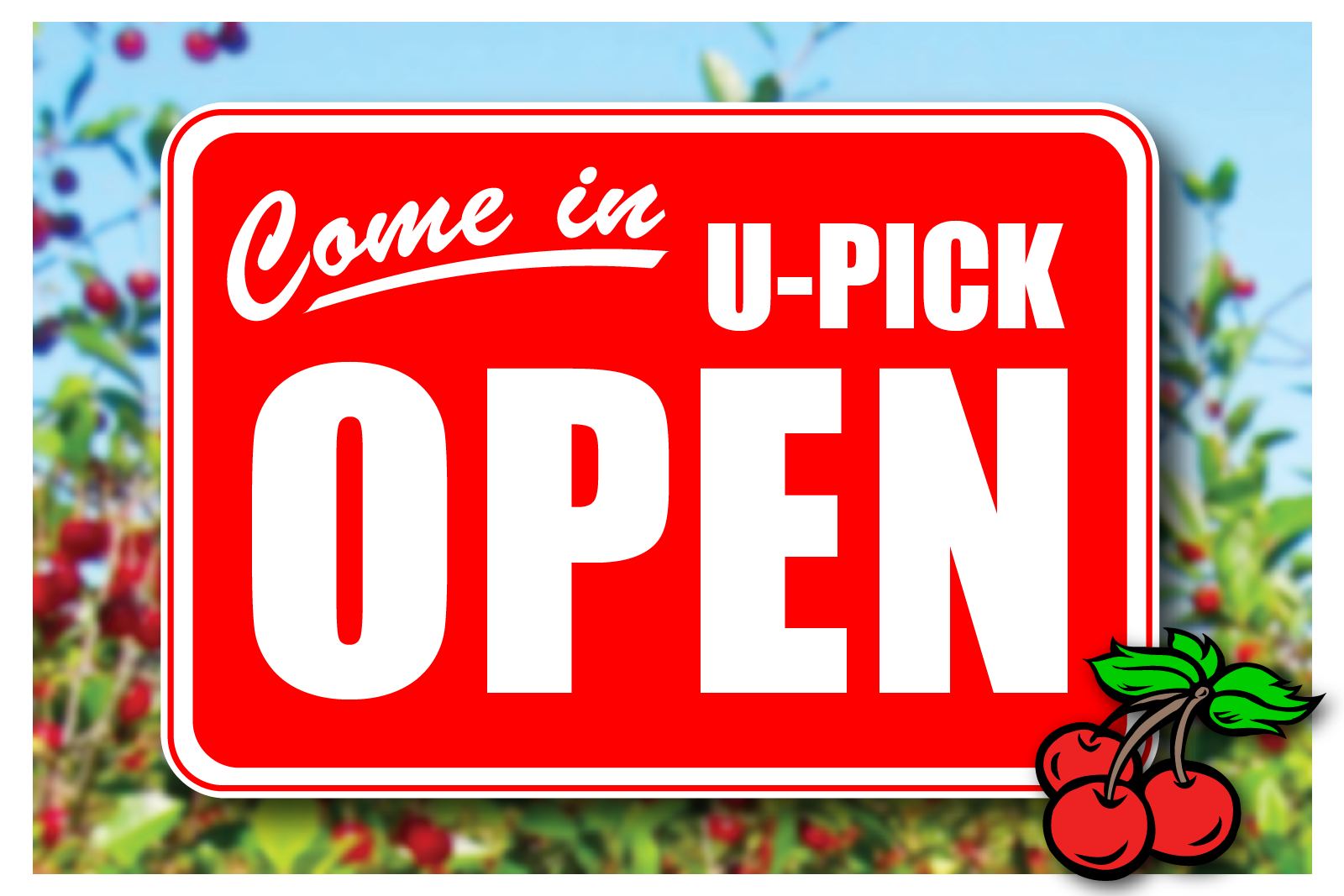 CHERRY U-PICK ORCHARD OPEN
