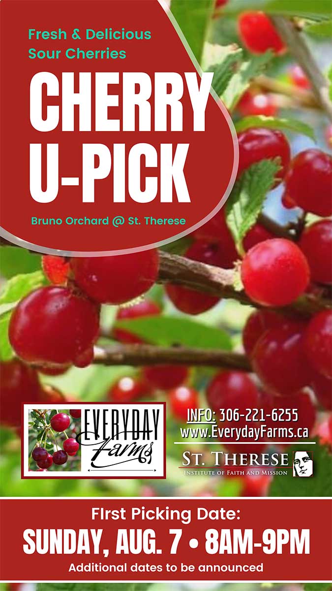 Cherry U-Pick Opens August 7, 2022