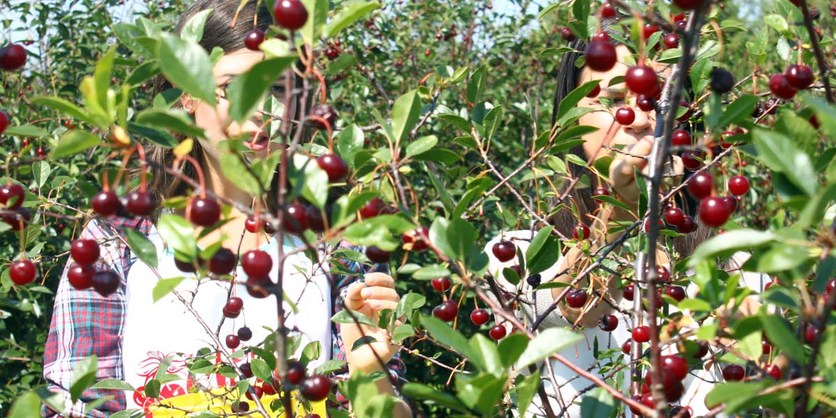 Sour Cherry U-Pick Orchard 